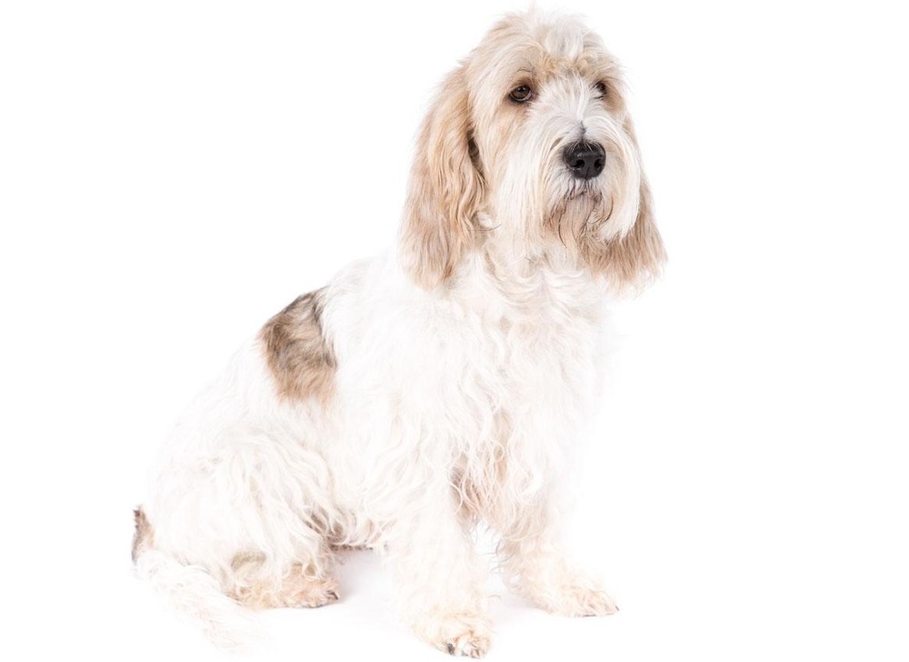 Petit Basset Griffon Vendeen standing, scruffy coat