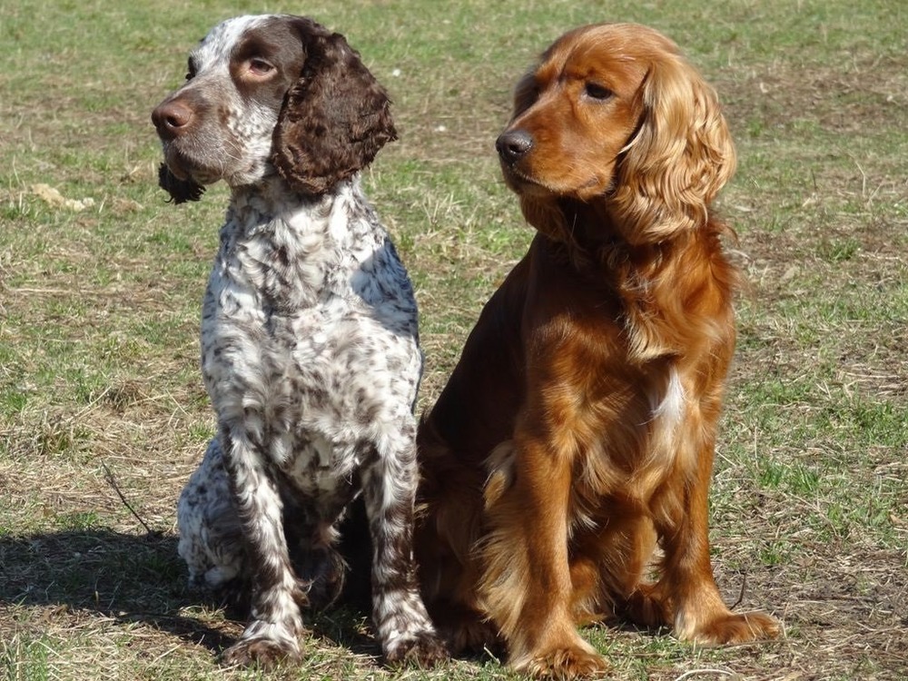 Russian Spaniel portrait with floppy ears