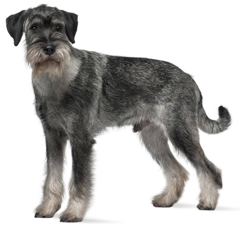Standard Schnauzer with a wiry coat and beard