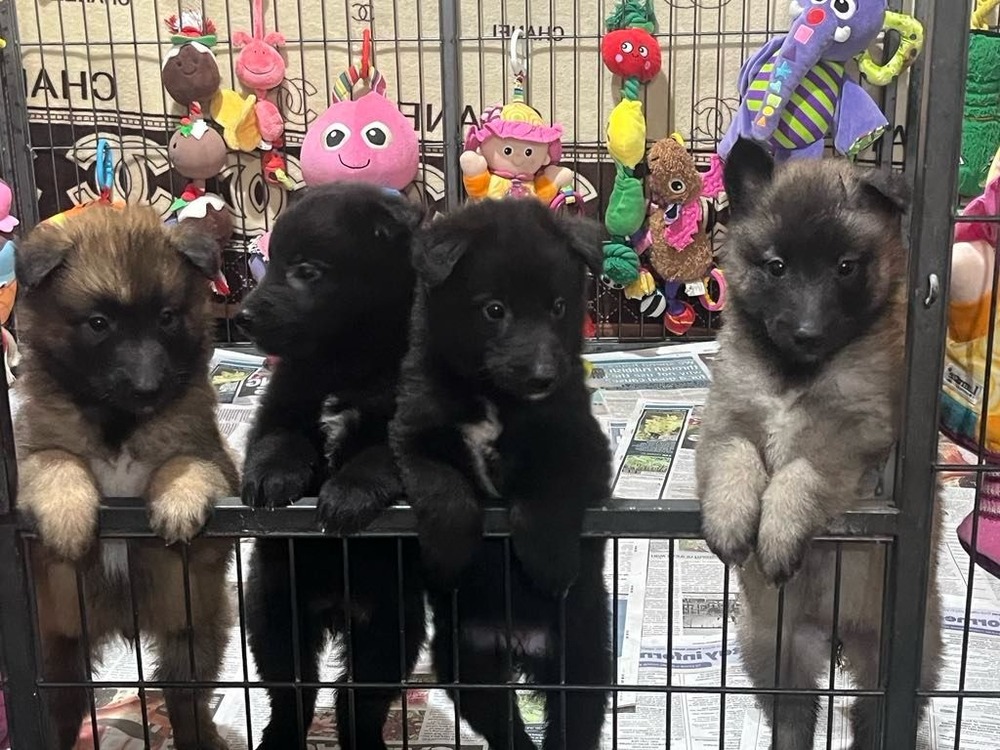 Belgian Shepherd looking attentive with ears upright