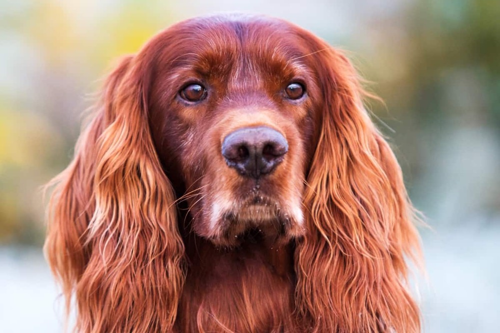Irish Setter running on grass during exercise