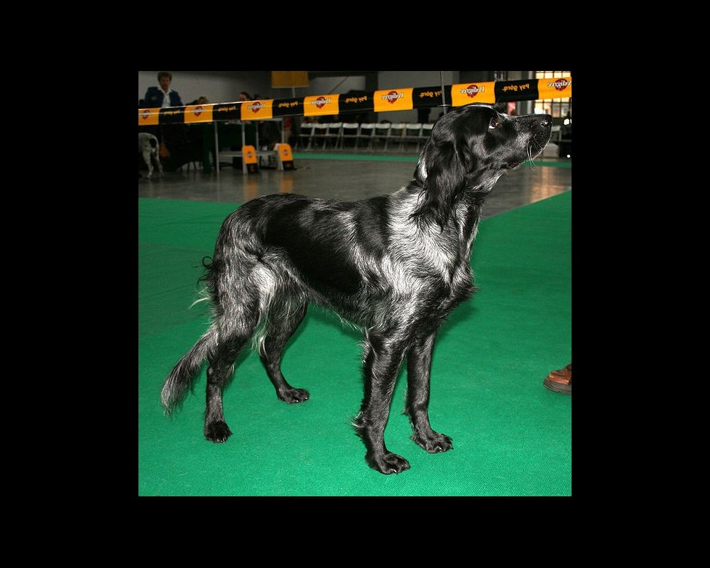 Blue Picardy Spaniel standing alert in profile