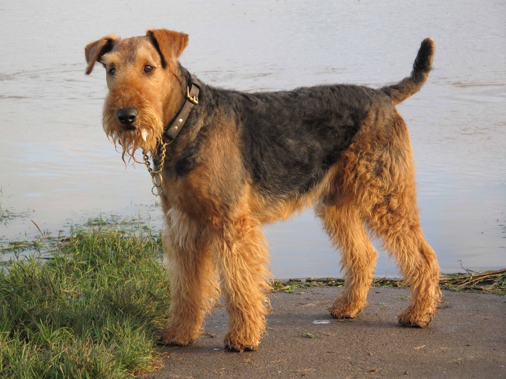 Airedale Terrier portrait showing wiry coat