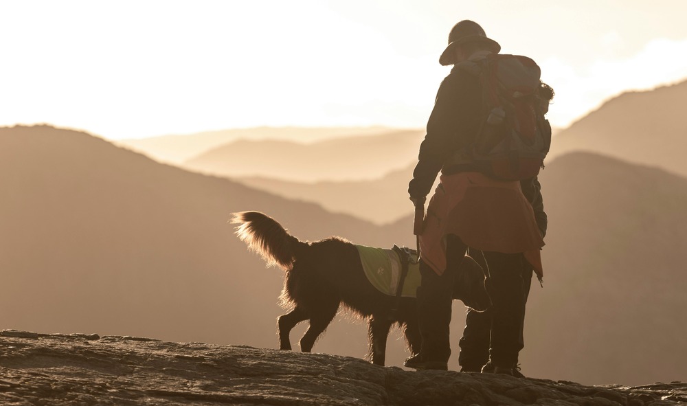 Tyrolean Hound standing outdoors