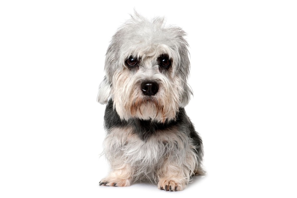 Dandie Dinmont Terrier coat detail and topknot