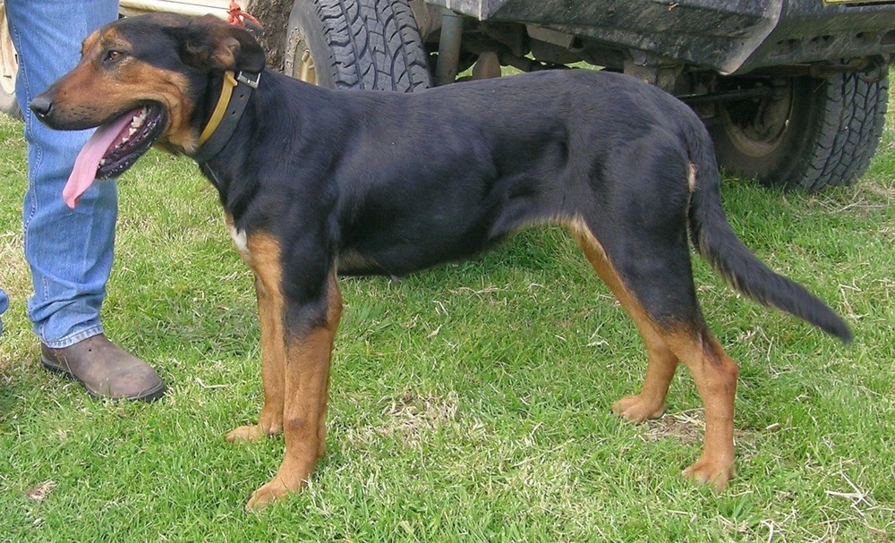 Huntaway moving across grass