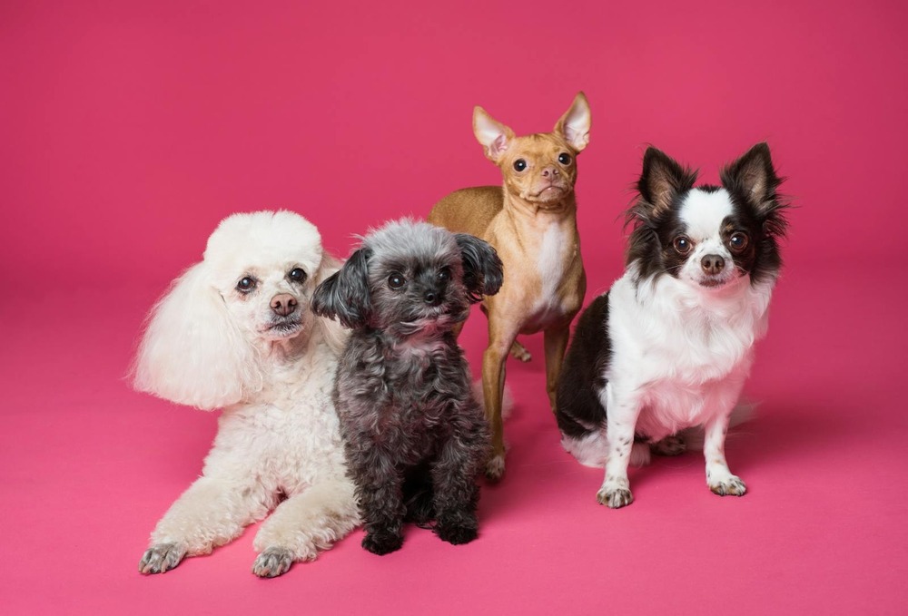 Dog resting comfortably indoors