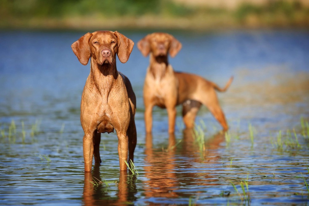 Vizsla resting attentively on grass