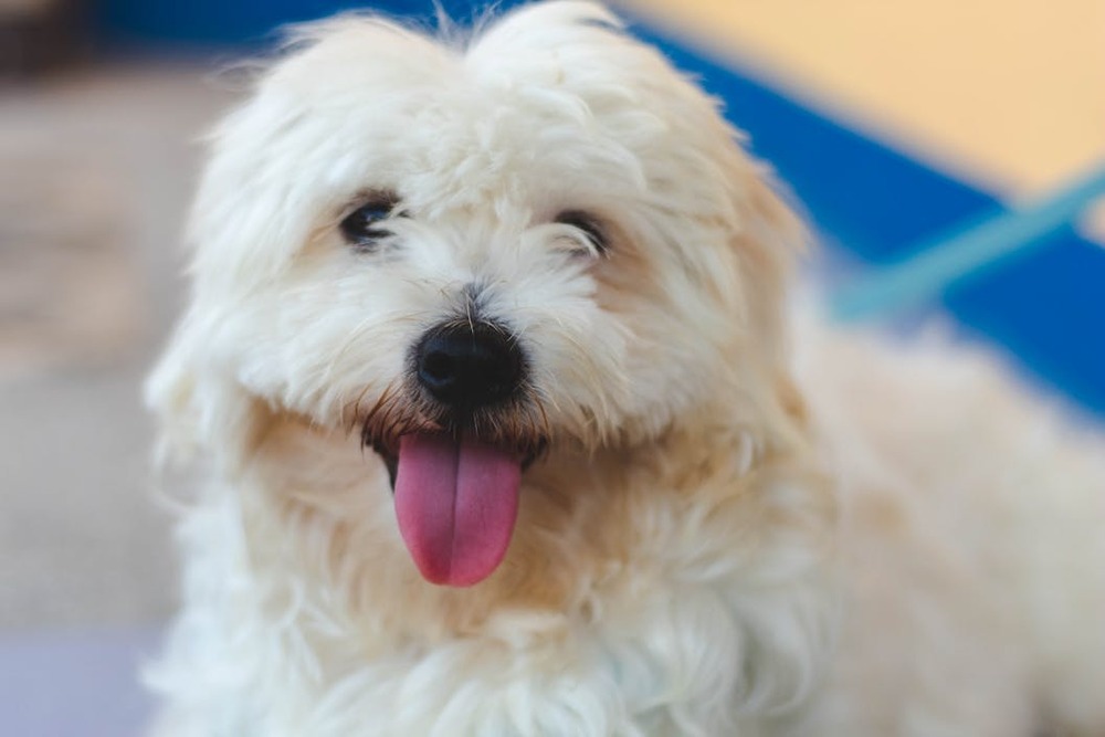 English Springer Spaniel in a field