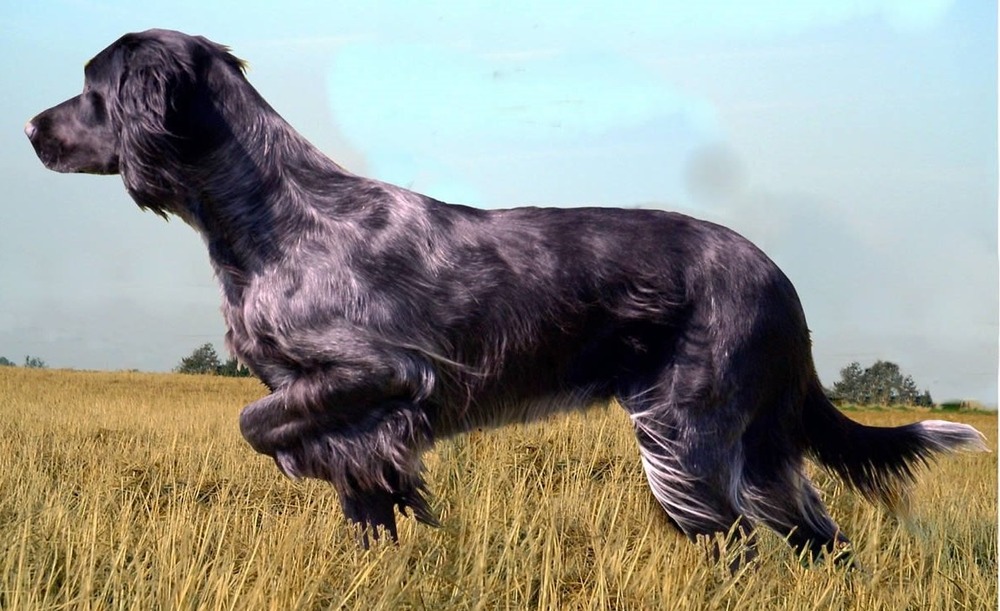 Blue Picardy Spaniel standing with feathered tail