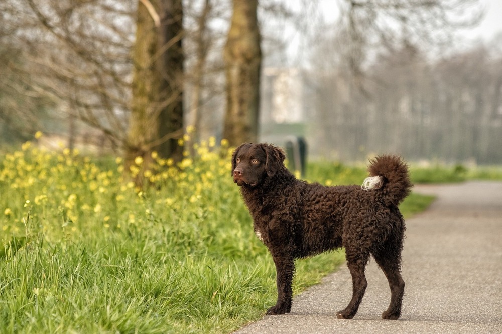 Curly-Coated Retriever resting after a walk