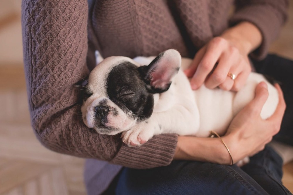 Small puppy resting on a soft bed