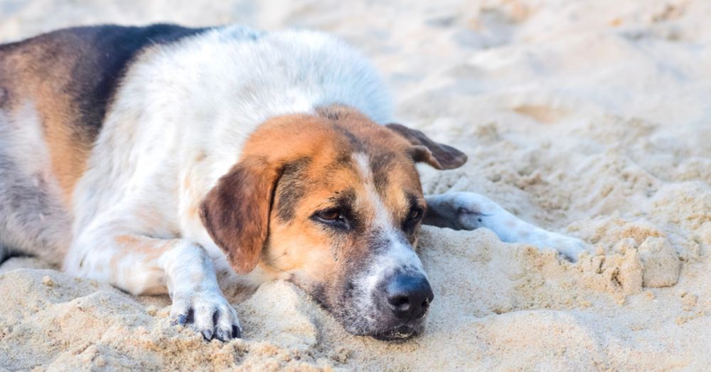 Dog breathing calmly while resting