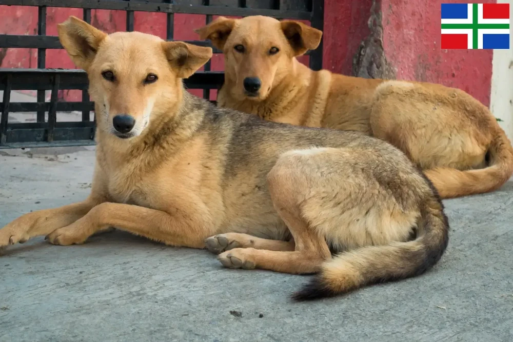 Indian Pariah Dog walking on lead