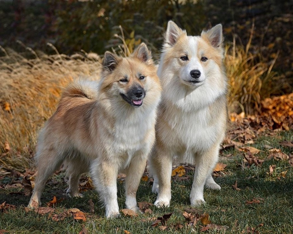 Icelandic Sheepdog looking attentive