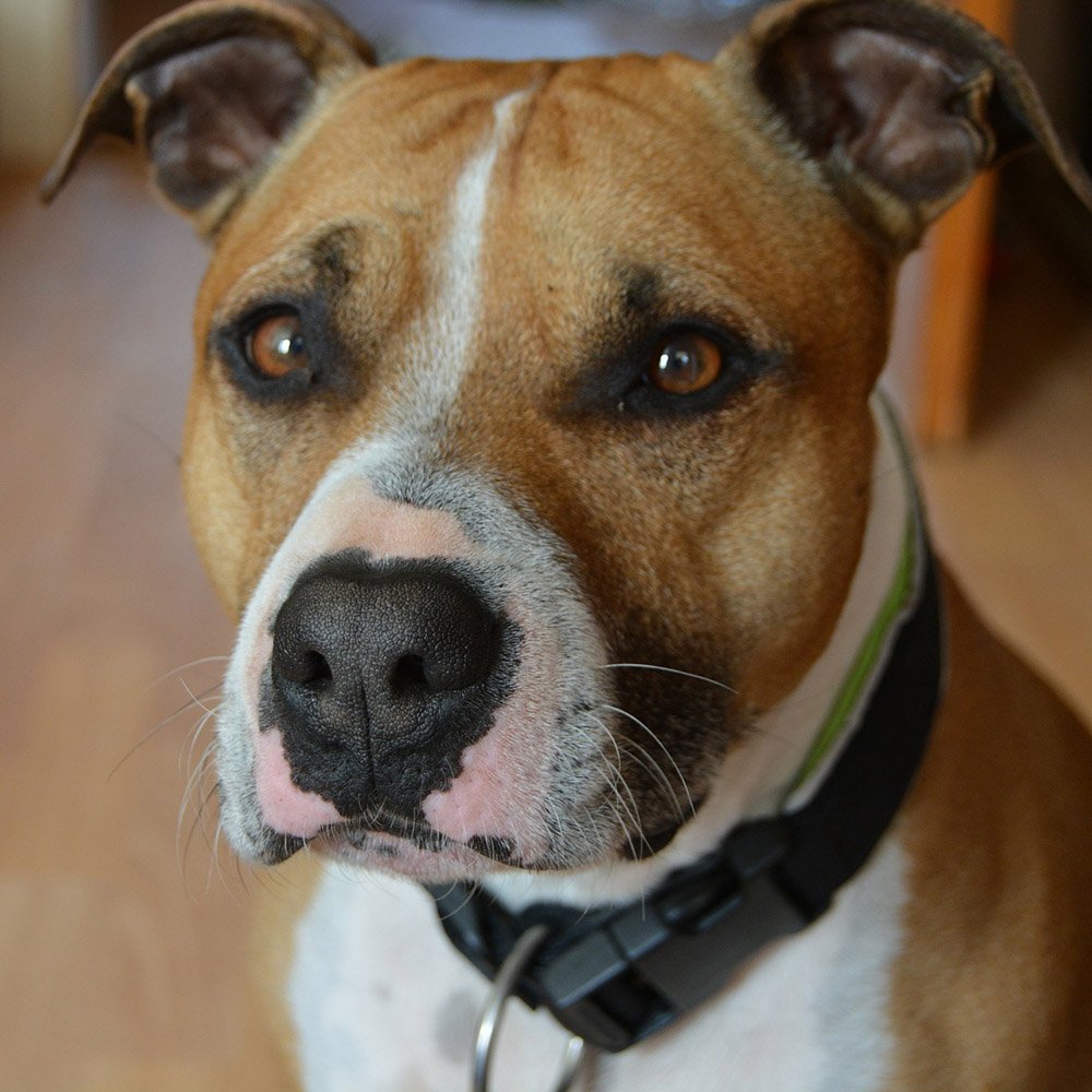 Close up of short coated dog face