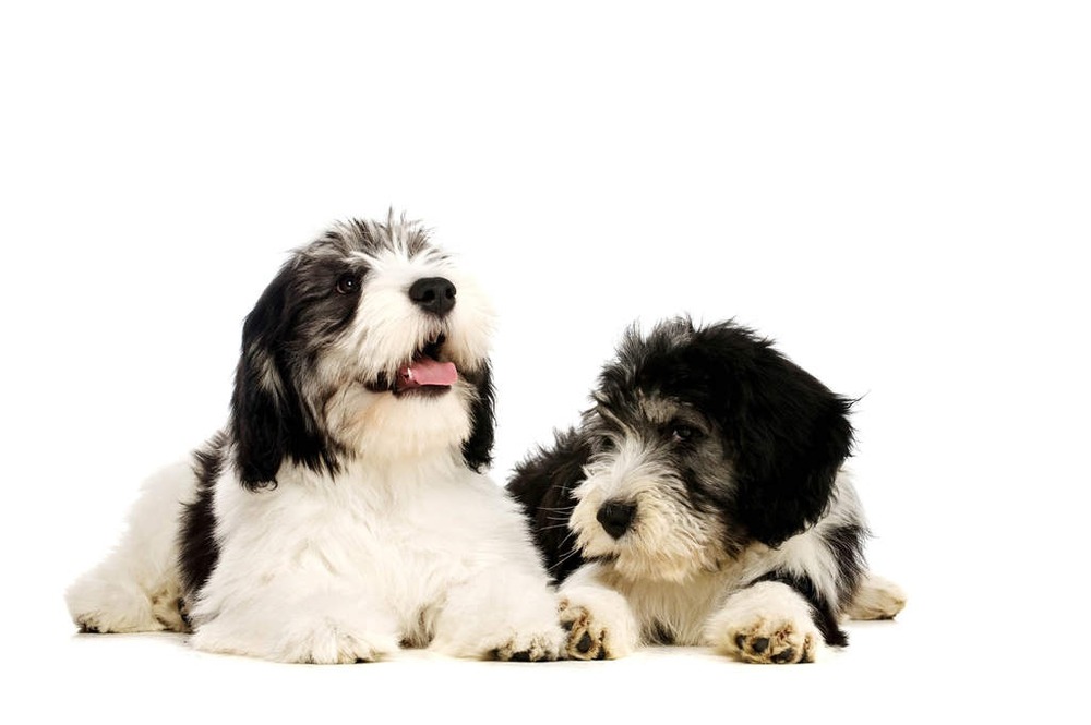 Polish Lowland Sheepdog with a long shaggy coat