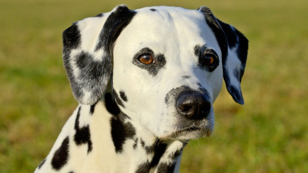 Dalmatian walking on a path