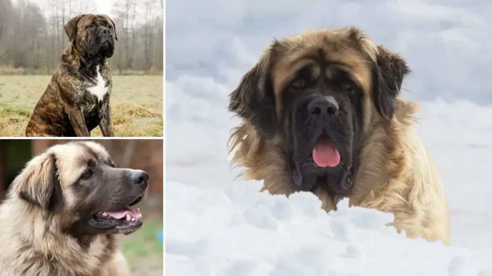 Sarabi-type dog resting alertly