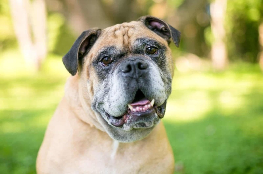 Serrano Bulldog sitting alert in a yard