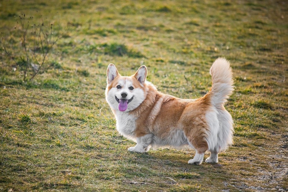 Pembroke Welsh corgi resting
