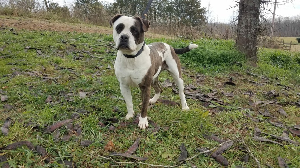 Alapaha Blue Blood Bulldog side profile