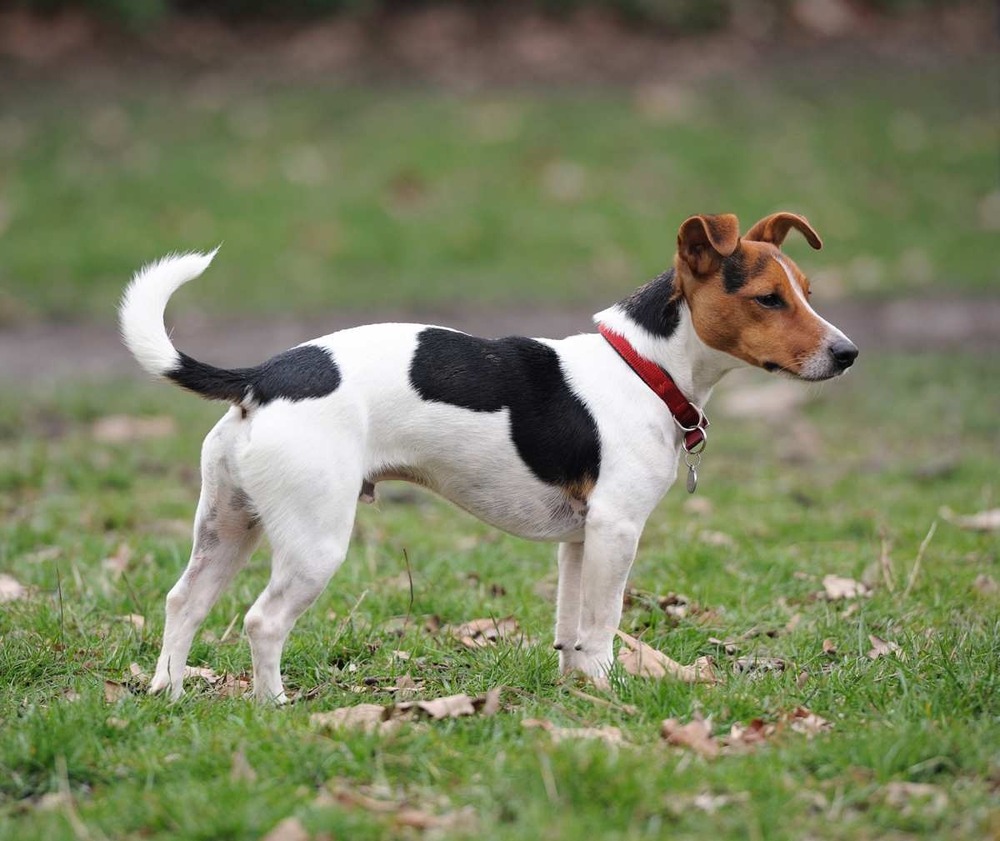 Jack Russell Terrier looking up