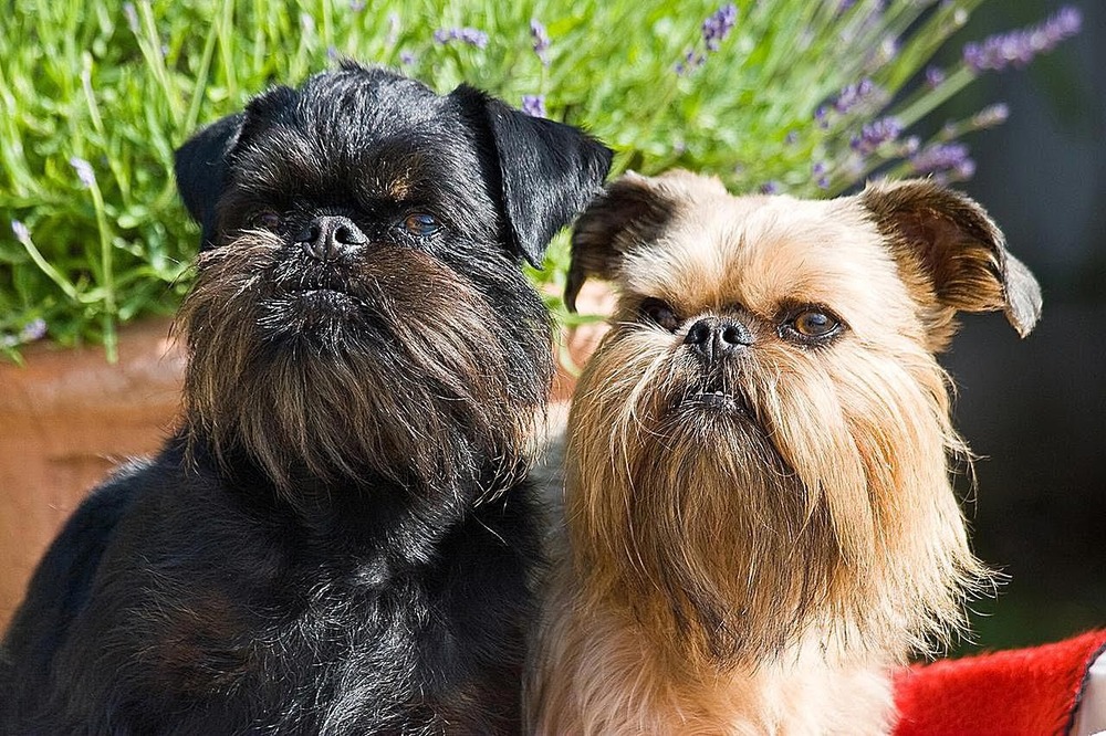 Brussels Griffon close up portrait