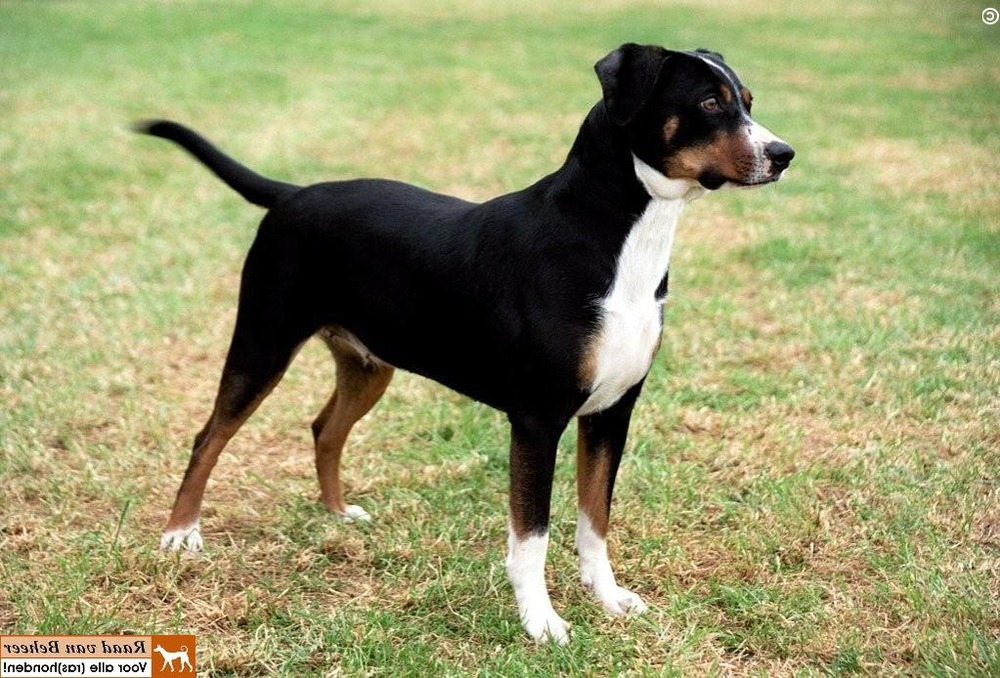 Austrian Pinscher close up portrait