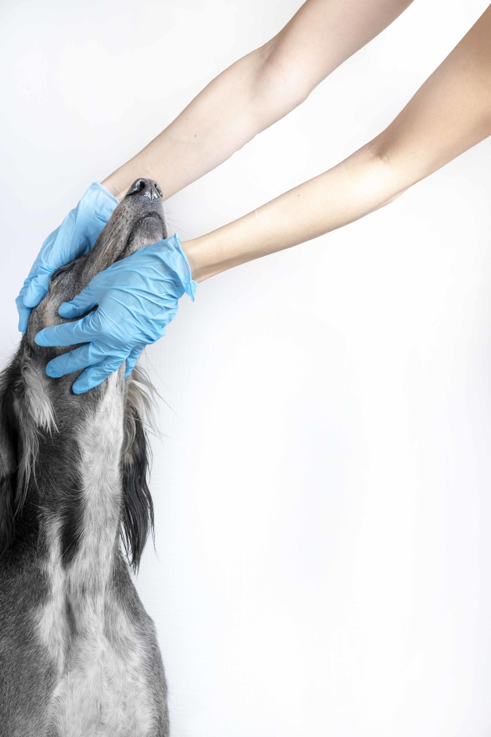 Australian Cattle Dog being checked over