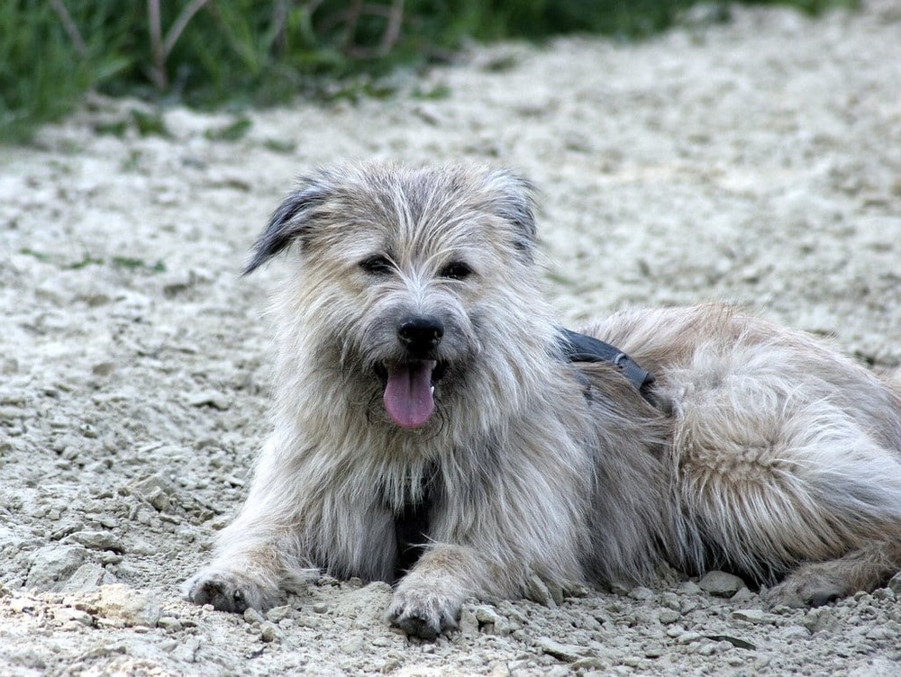 Pyrenean Shepherd alert and attentive