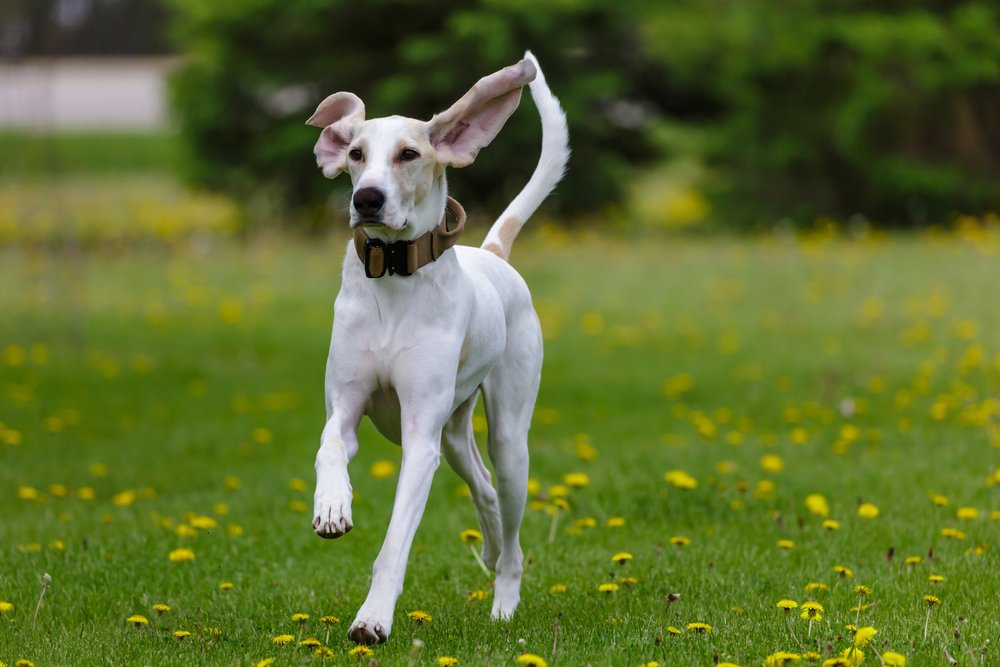 Porcelaine dog standing side on outdoors
