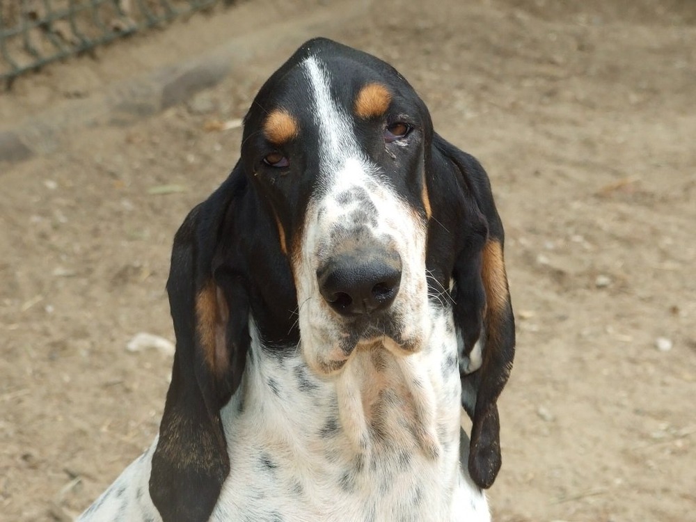 Gascon Saintongeois outdoors on grass