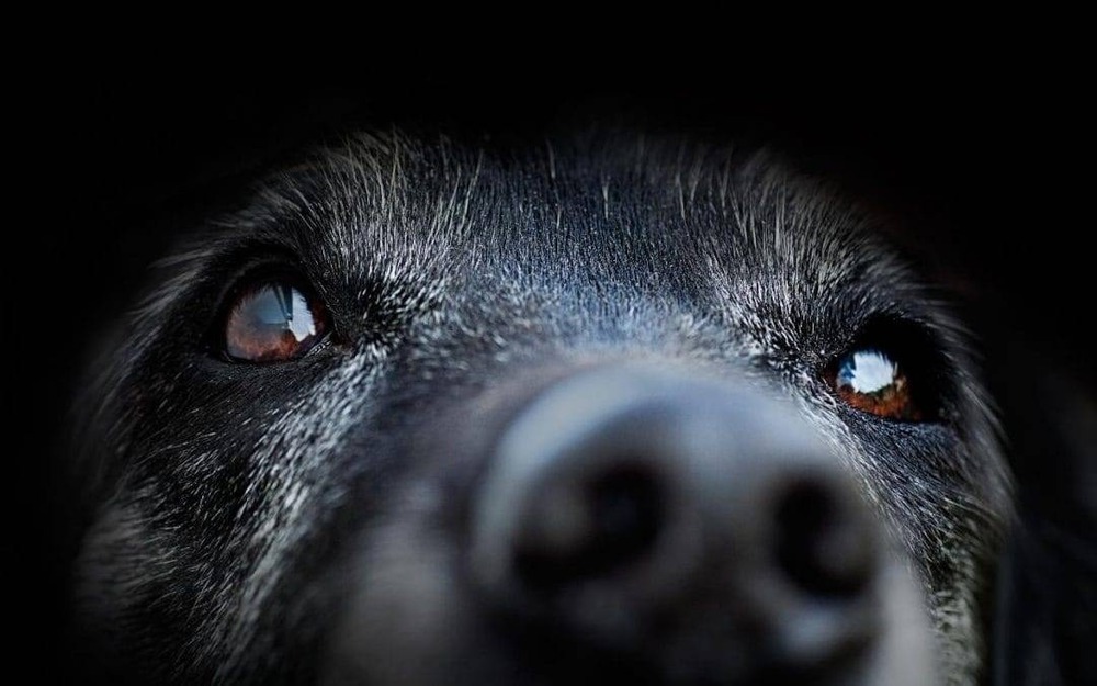 Senior dog being checked by a veterinarian