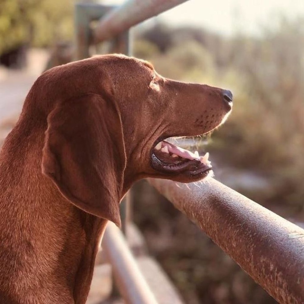 Segugio dell'Appennino walking on lead