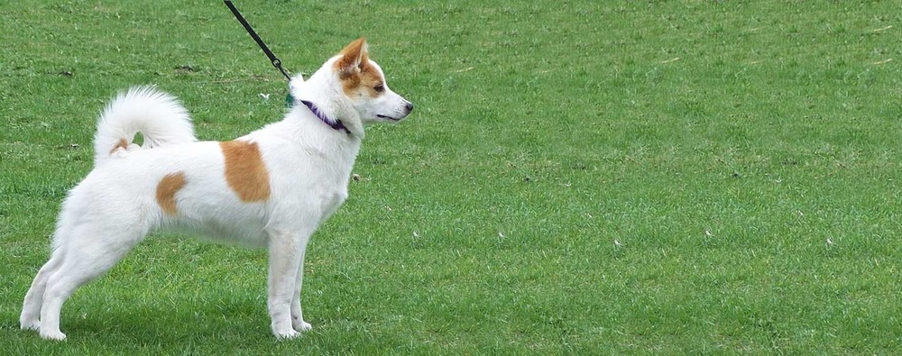 Norrbottenspets standing outdoors