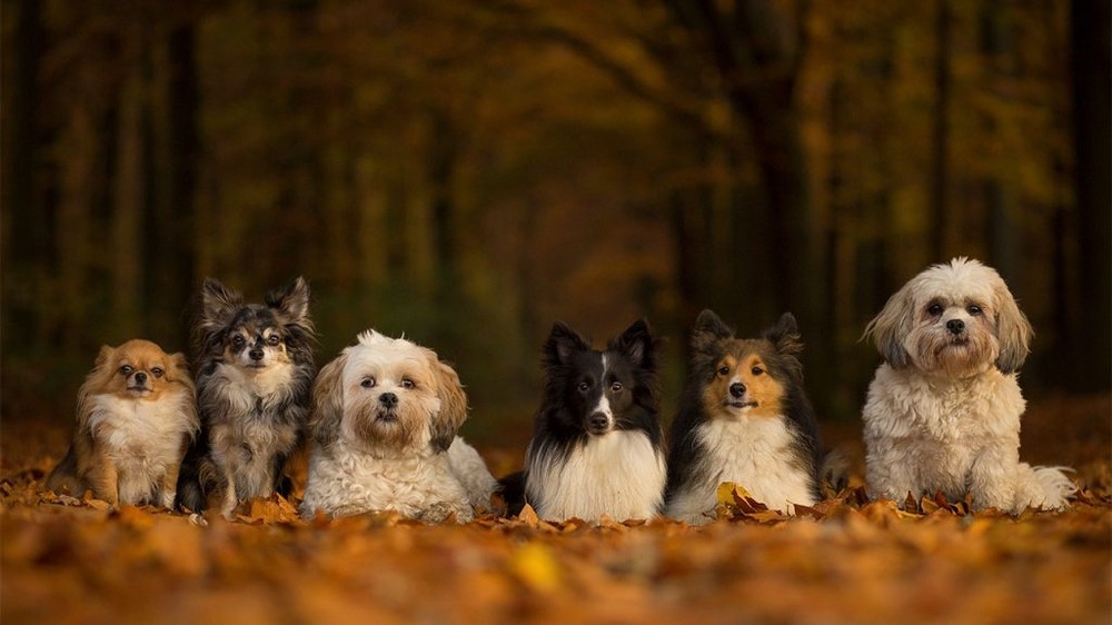 Small companion dog standing outdoors