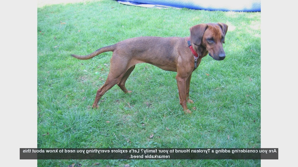 Tyrolean Hound head and ears