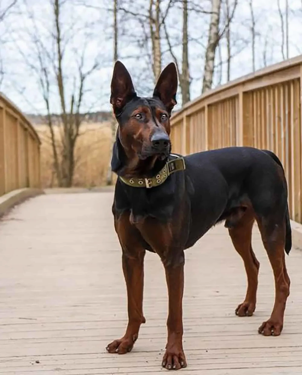 Dog looking attentive in profile