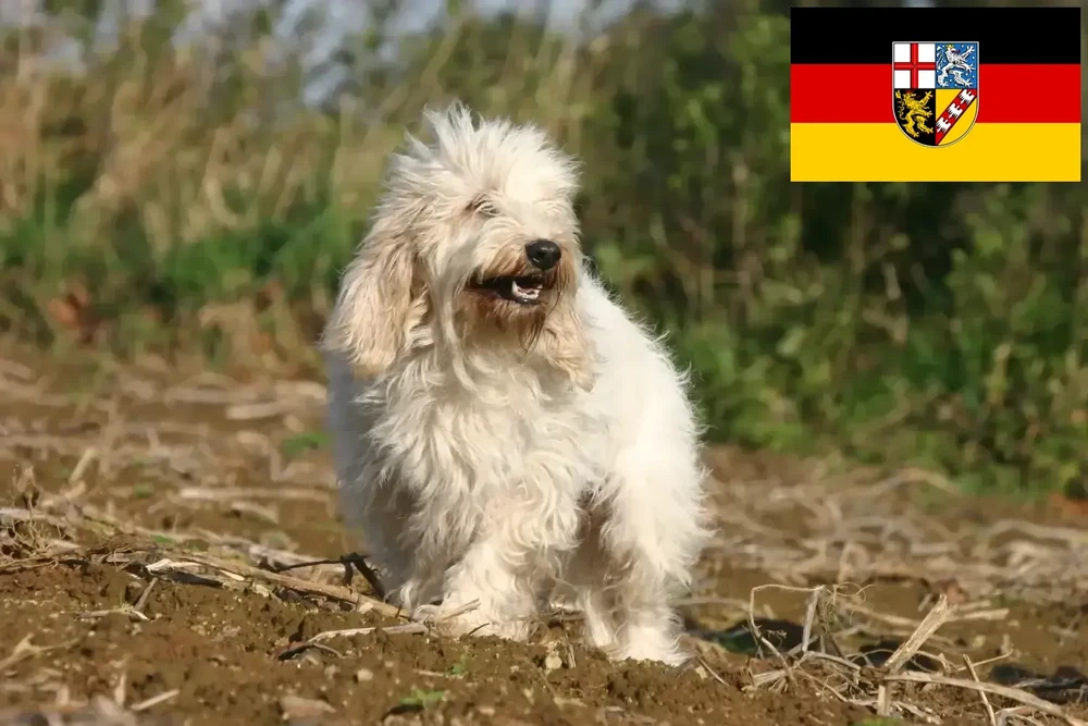 Petit Basset Griffon Vendeen walking through grass