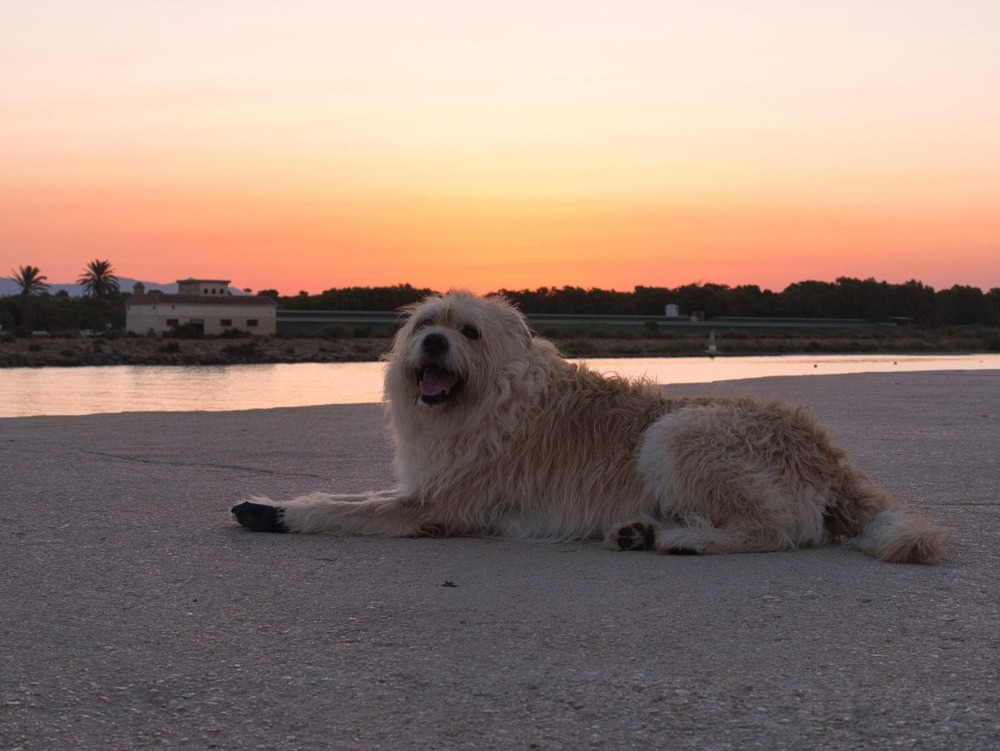 Barbado da Terceira in motion outdoors