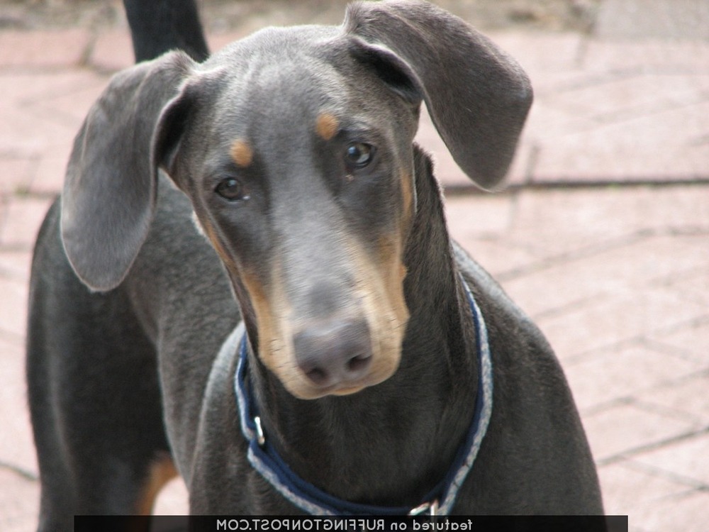 Doberman standing outdoors, alert