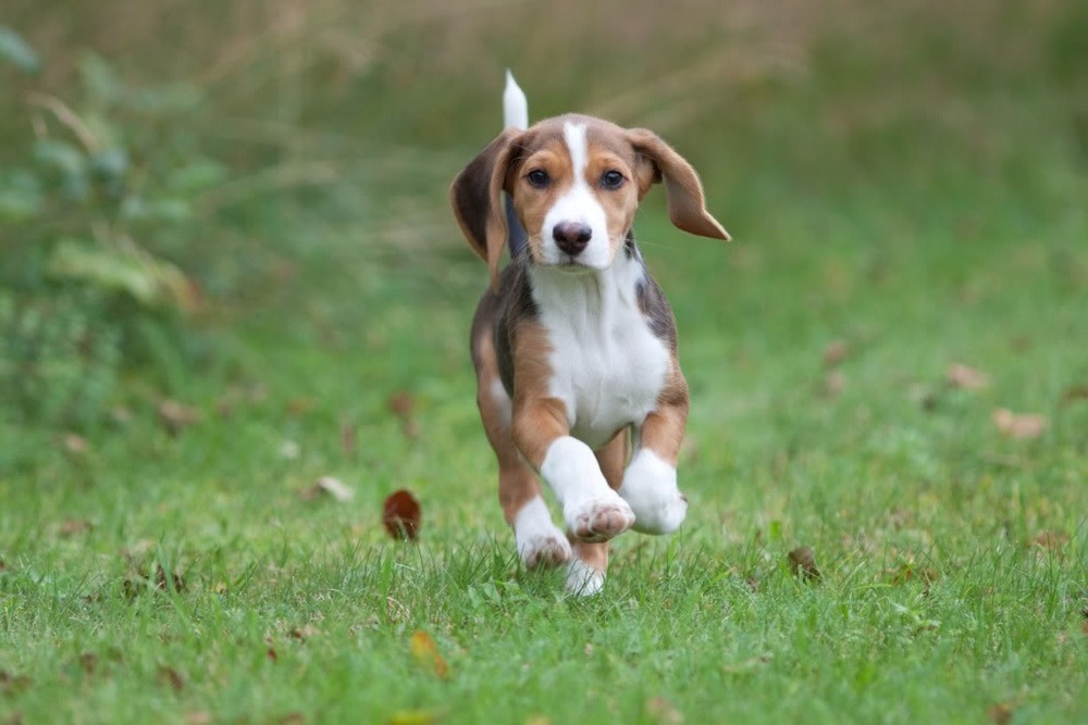 Deutsche Bracke walking on lead on a path