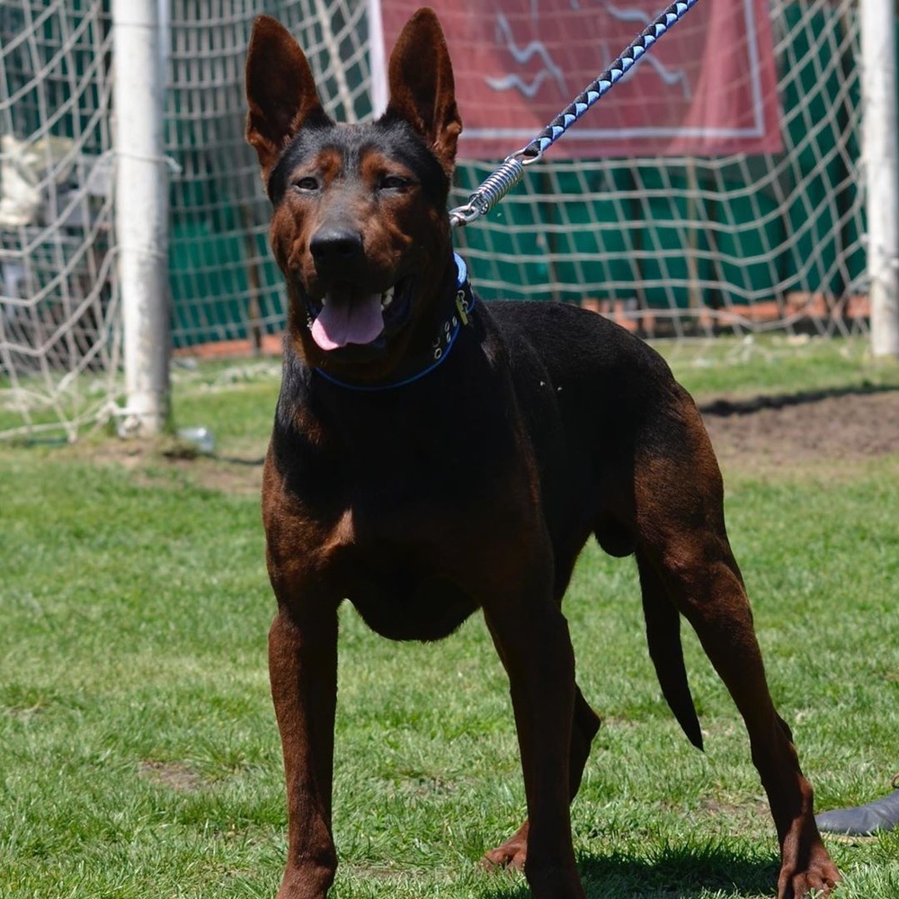 Chongqing Dog outdoors, alert posture