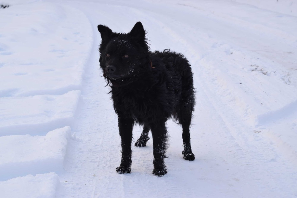 Curly-coated black Croatian Sheepdog