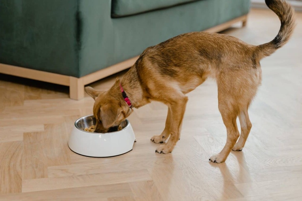 Dog engaging with owner during training