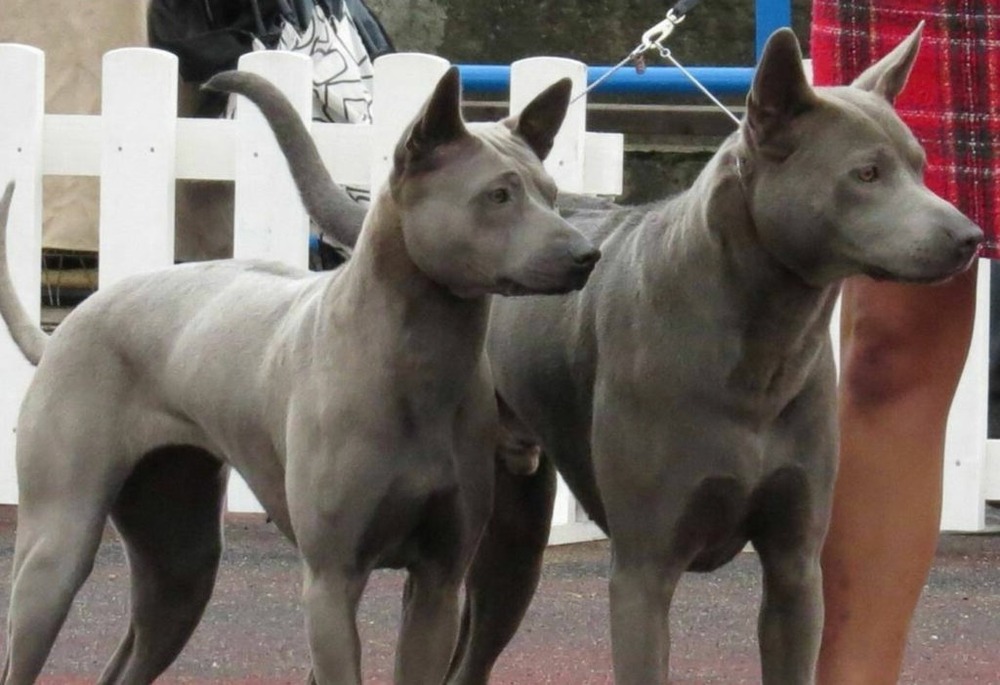 Thai Ridgeback looking alert outdoors
