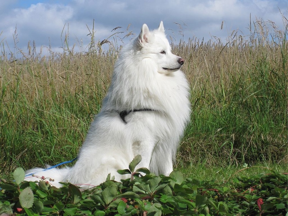 Danish Spitz with fluffy double coat