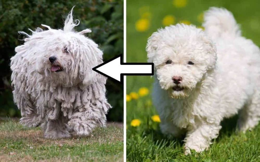 Sapsali dog standing with shaggy coat