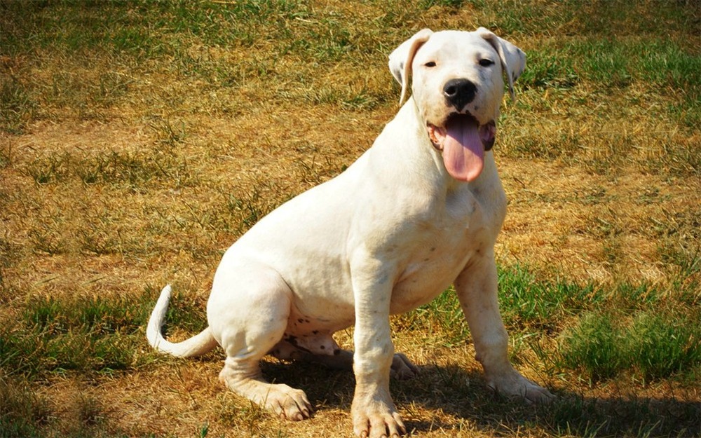 Dogo Argentino on a lead